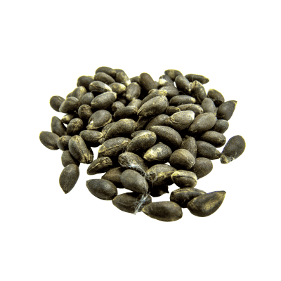 a pile of seeds on a white background